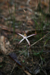 Caladenia sp. Wheatbelt