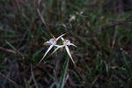 Caladenia sp. Wheatbelt