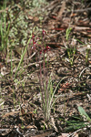 Caladenia dundasiae