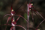 Caladenia dundasiae