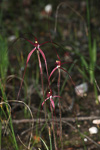 Caladenia dundasiae