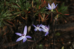 Cyanicula amplexans