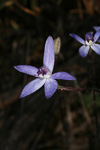 Cyanicula amplexans