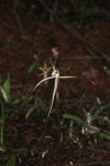 Caladenia dimidia