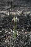 Caladenia dimidia