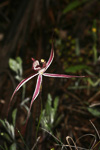 Caladenia polychroma x doutchiae