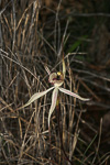 Caladenia polychroma x doutchiae