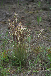 Caladenia sp.
