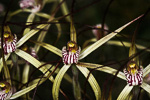 Caladenia sp.
