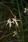 Caladenia pendens subsp. talbotii