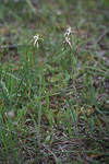 Caladenia pendens subsp. talbotii