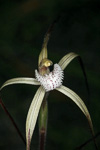 Caladenia pendens subsp. talbotii