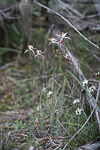 Caladenia pendens subsp. talbotii