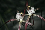 Caladenia pendens subsp. talbotii