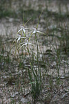 Caladenia longicauda subsp. eminens