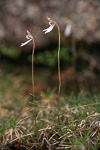 Eriochilus pulchellus