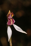 Eriochilus pulchellus