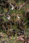 Eriochilus pulchellus
