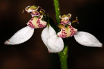 Eriochilus dilatatus subsp. magnus