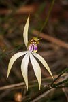 Praecoxanthus aphyllus
