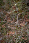 Praecoxanthus aphyllus