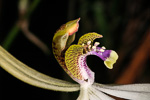 Praecoxanthus aphyllus