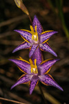 Thelymitra apiculata
