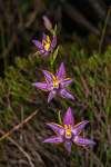 Thelymitra apiculata