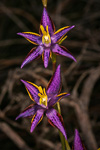 Thelymitra apiculata