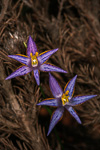 Thelymitra apiculata