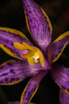 Thelymitra apiculata
