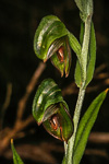 Pterostylis aff. sanguinea