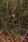 Caladenia reptans subsp. impensa