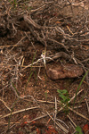 Caladenia nobilis
