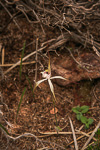 Caladenia nobilis
