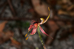 Caladenia plicata