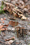Caladenia plicata