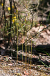 Drakaea gracilis