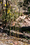 Drakaea gracilis