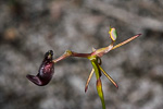 Drakaea gracilis