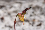 Paracaleana nigrita