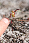 Paracaleana nigrita