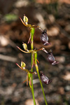 Drakaea gracilis