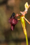 Drakaea glyptodon