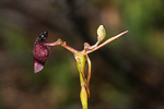 Drakaea glyptodon