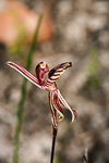 Caladenia cairnsiana