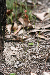 Caladenia cairnsiana