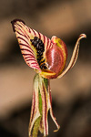 Caladenia cairnsiana