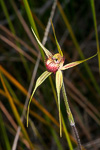Caladenia pectinata