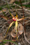 Caladenia pectinata